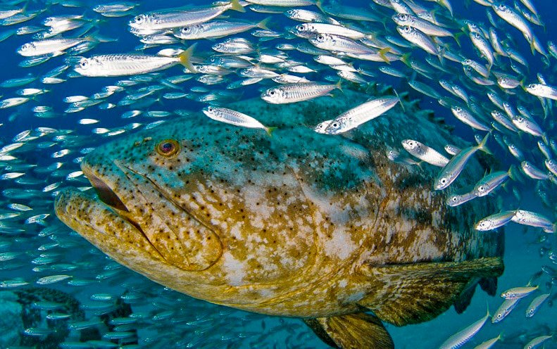 Impacto del Frente Frío en la Última Semana de Pesca de Mero: Actividades Paralizadas